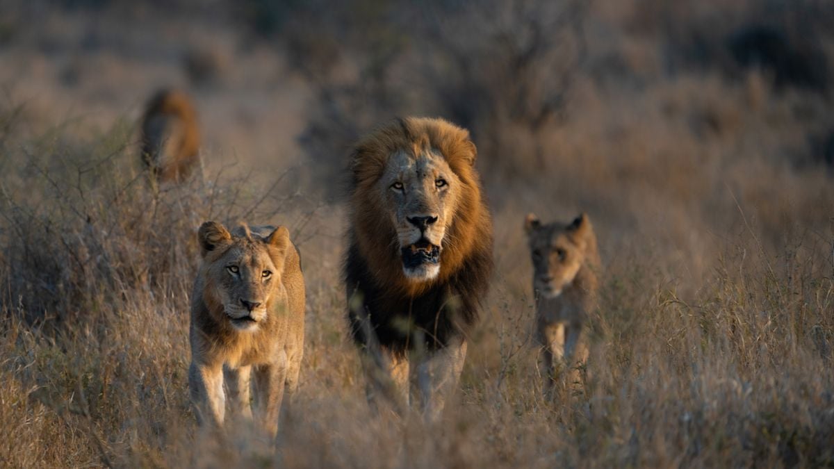 3 braconniers qui chassaient des rhinocéros ont été tués et dévorés par des lions dans une réserve sud-africaine