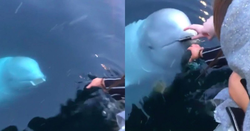 Elle fait tomber son téléphone dans la mer, un beluga le lui ramène à sa plus grande surprise