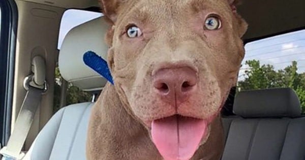 21 pitbulls trop heureux d'avoir été adoptés : vous allez craquer !