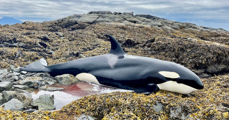Cette orque échouée sur les rochers a été sauvée d'une mort certaine grâce à des personnes qui passaient par là