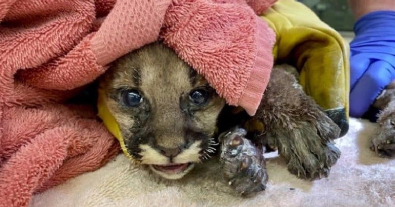 Californie : un pompier sauve un bébé puma d'un feu de forêt