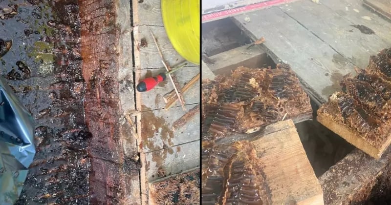 Un couple apprend que sa maison est remplie d'abeilles en découvrant... du miel sur les murs