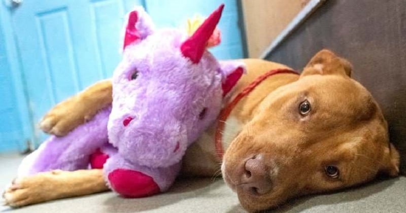 À force de voler une peluche licorne rose, ce chien errant se la voit finalement offrir par une association	