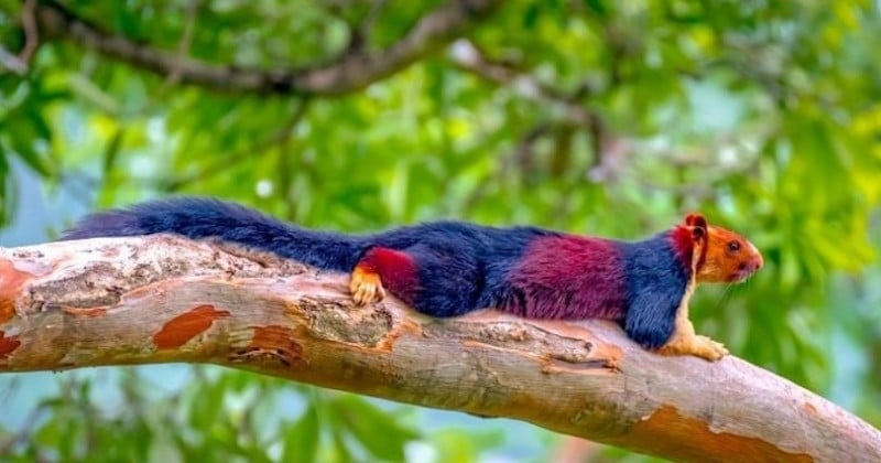 L'écureuil géant de l'Inde possède un pelage aux couleurs somptueuses