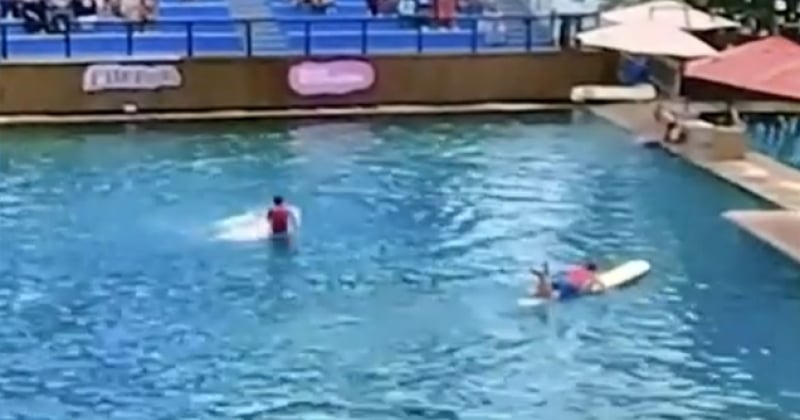 Floride : rendu fou par ses mauvaises conditions de vie, un dauphin attaque son dresseur en pleine représentation