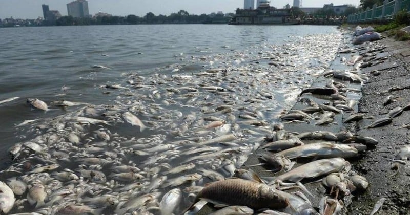 Cette carte des « zones mortes » des océans, dues au manque d'oxygène dans l'eau, est glaçante