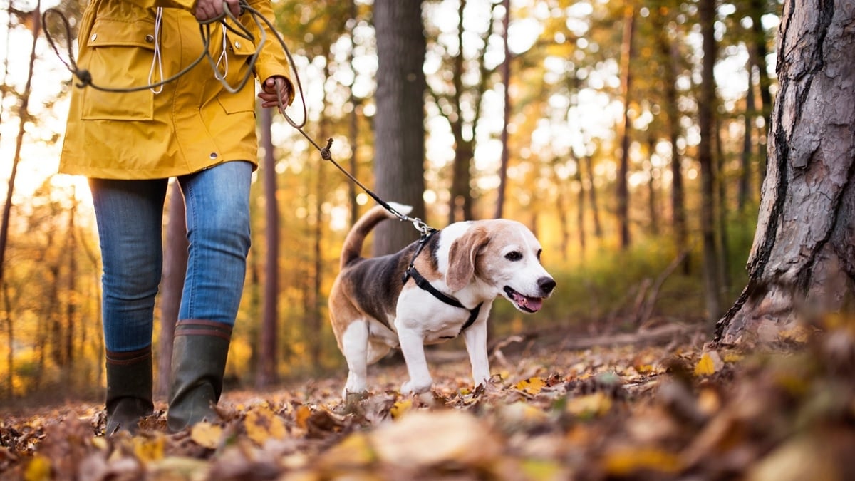Ne pas tenir votre chien en laisse en forêt va bientôt vous coûter 750 euros d'amende