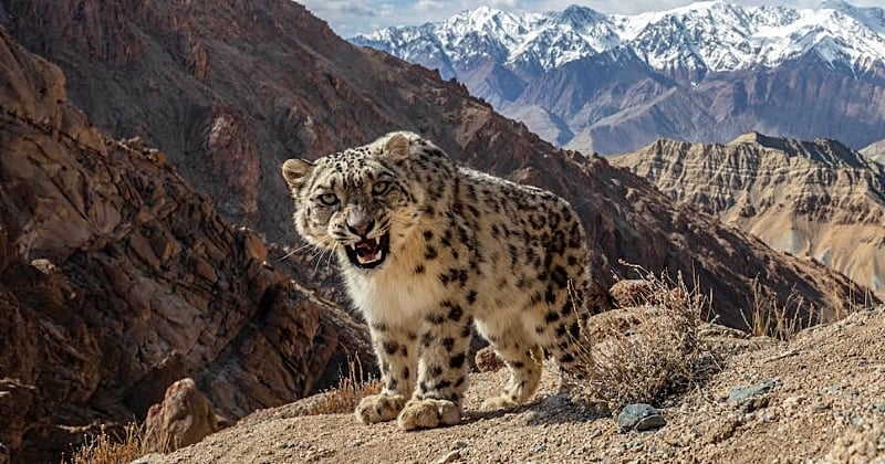 Il réalise une photo exceptionnelle d'un léopard des neiges, un animal particulièrement rare
