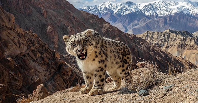 Il réalise une photo exceptionnelle d'un léopard des neiges, un animal particulièrement rare