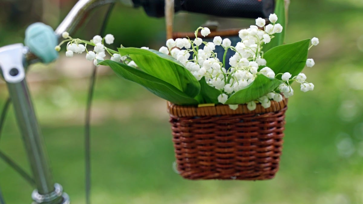 Très appréciées, ces 4 plantes du jardin sont pourtant toxiques et dangereuses pour les chats, chiens et humains