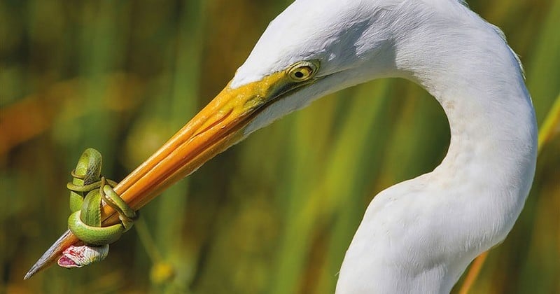 Les plus belles photos d'oiseaux de 2017 viennent d'être dévoilées... Et la moindre des choses qu'on peut dire, c'est que ça vaut le coup d'œil