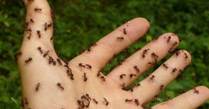 Des fourmis « renifleuses » de cancers, une première mondiale que l'on doit à des chercheurs français