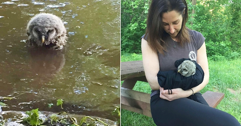 Cette jeune femme est venue en aide à un petit hibou retrouvé frigorifié dans le lit d'une rivière