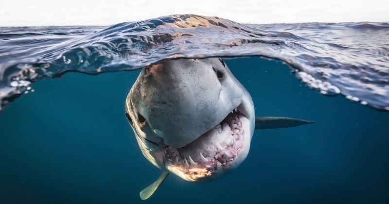 Cette photo impressionnante d'un face-à-face avec un requin a été récompensée lors d'un concours de photos sous-marine