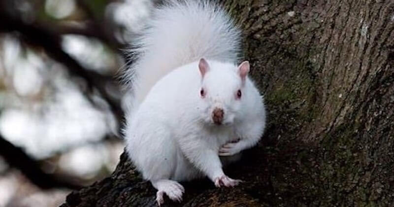 Il tombe nez à nez avec un écureuil albinos très rare et délivre de sublimes photos