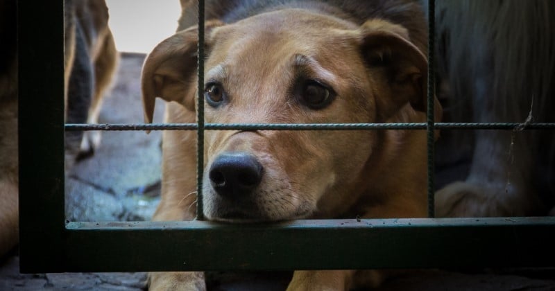 Suite à un accord signé avec la SPA, 3 500 policiers vont être formés pour lutter contre la maltraitance animale