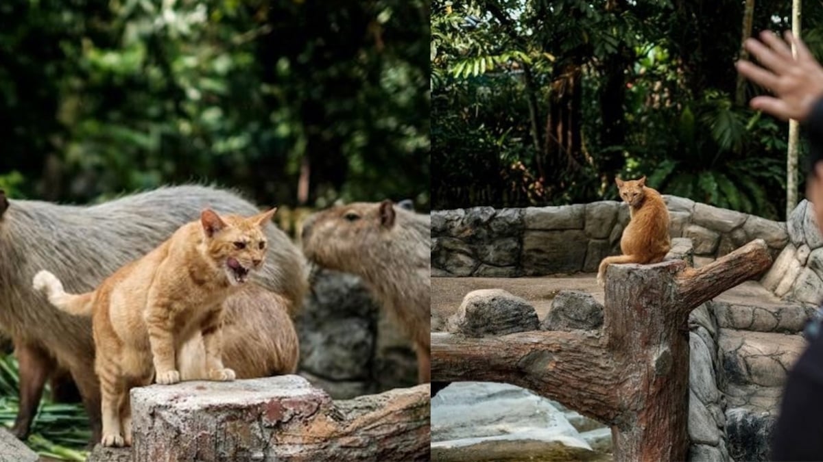 Abandonné, un chat trouve refuge dans un enclos de capybaras et devient la mascotte d'un zoo	