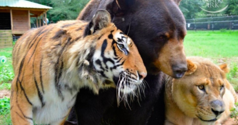 Ce tigre, cet ours et ce lion sont devenus les meilleurs amis du monde depuis qu'ils ont été sauvés quand ils étaient bébés