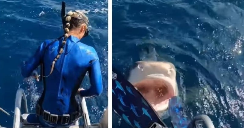 Cette vidéo terrifiante d'un requin attaquant un pêcheur va vous