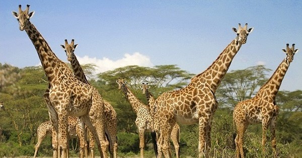 La girafe est officiellement une espèce menacée d'extinction... Et c'est dramatique !