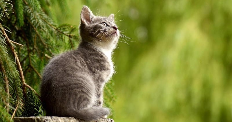 Votre chat reconnaît votre nom et celui des autres chats, selon une étude