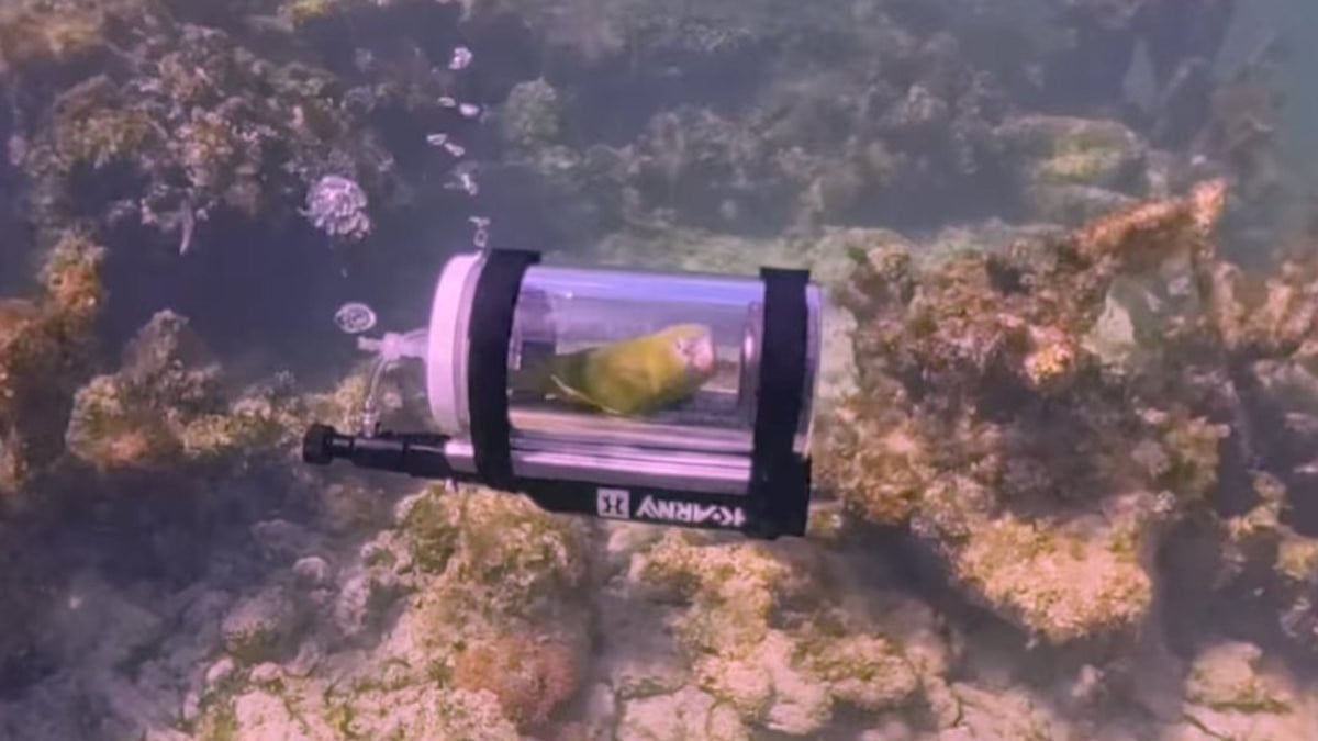 Capture d'écran montrant le perroquet dans son sous-marin
