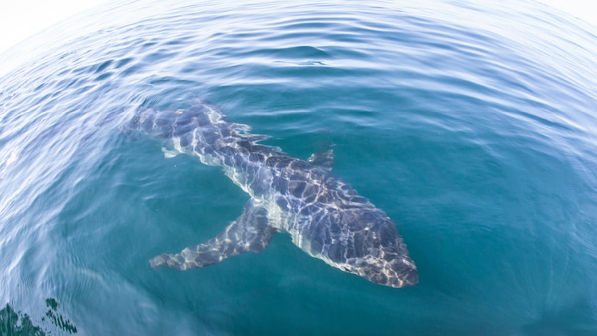 “J'ai vu une ombre” : blessé par un requin en Espagne, il raconte