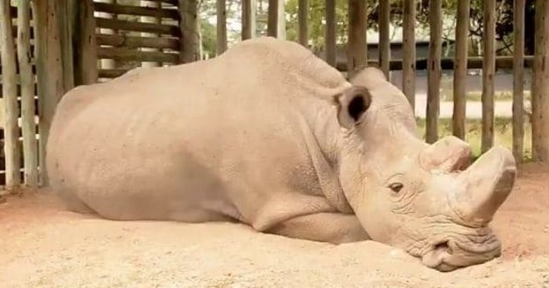 Mort de Sudan, le dernier mâle rhinocéros blanc du Nord, une espèce désormais au bord de l'extinction définitive