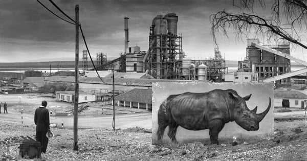 Il photographie des animaux sauvages dans leurs habitats détruits par l'Homme... et ça fait froid dans le dos !