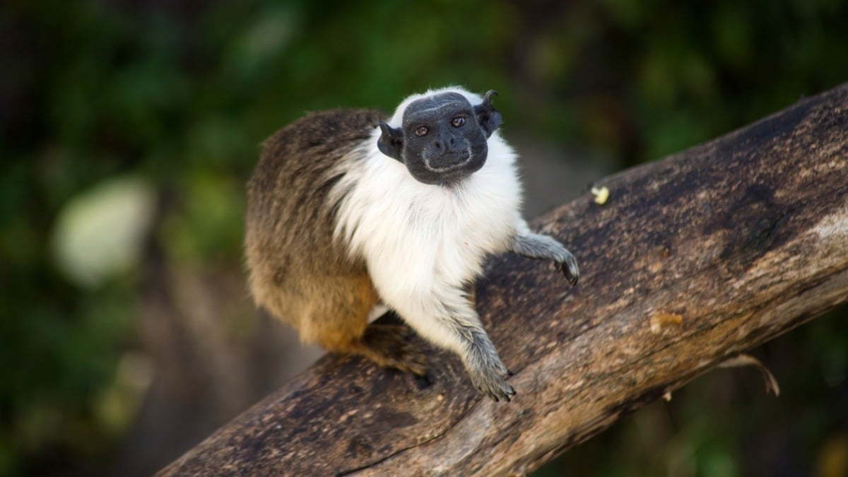 Selon une étude, les humains sont responsables de la mauvaise odeur des singes