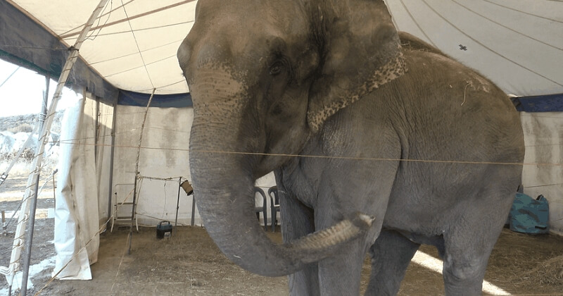 Gard : une éléphante retrouvée dans une décharge, enfermée dans un camion de cirque espagnol