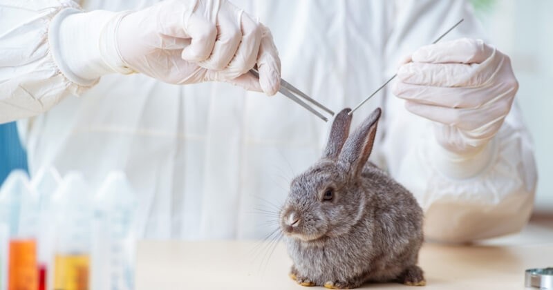 En France, une loi autorise à vendre son animal de compagnie à un laboratoire