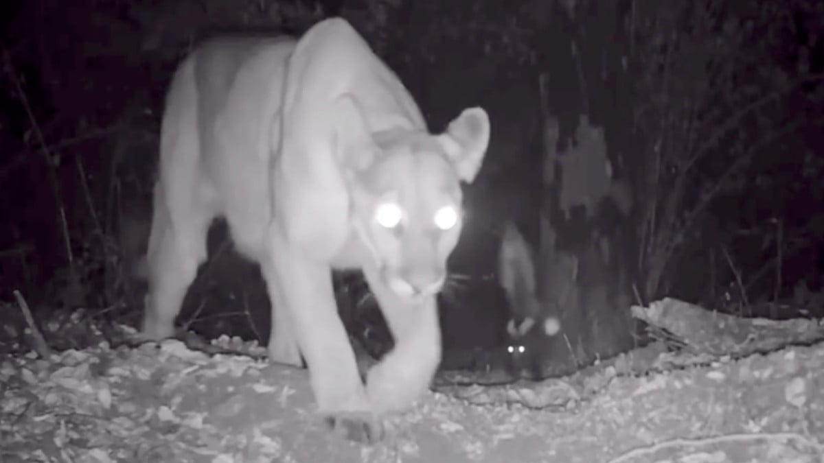 Un puma contre une mouffette