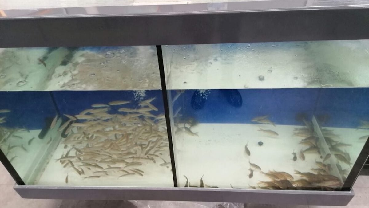 Pêche au vif : ces poissons vendus comme appâts chez Decathlon font débat