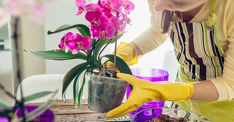Cette astuce à la portée de tous permet de faire refleurir vos orchidées fanées