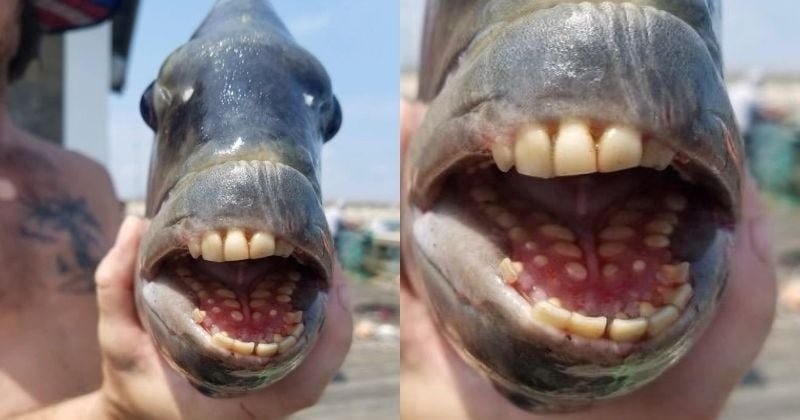 États-Unis : un drôle de poisson aux dents humaines a été pêché en Caroline du Nord