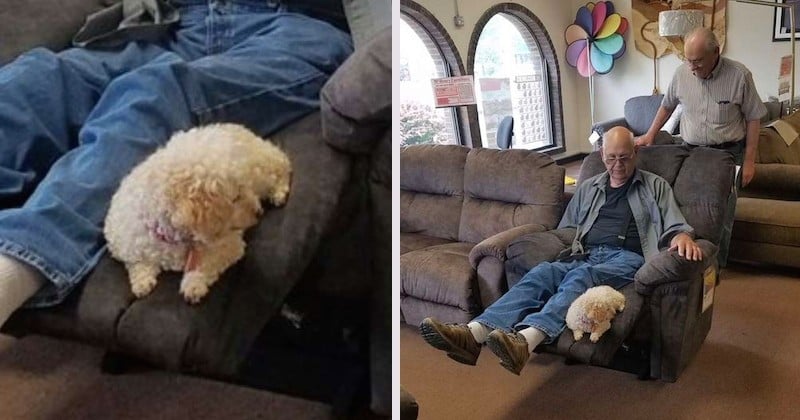 Un grand-père veut s'acheter un fauteuil, il ramène son chien au magasin pour s'assurer du meilleur