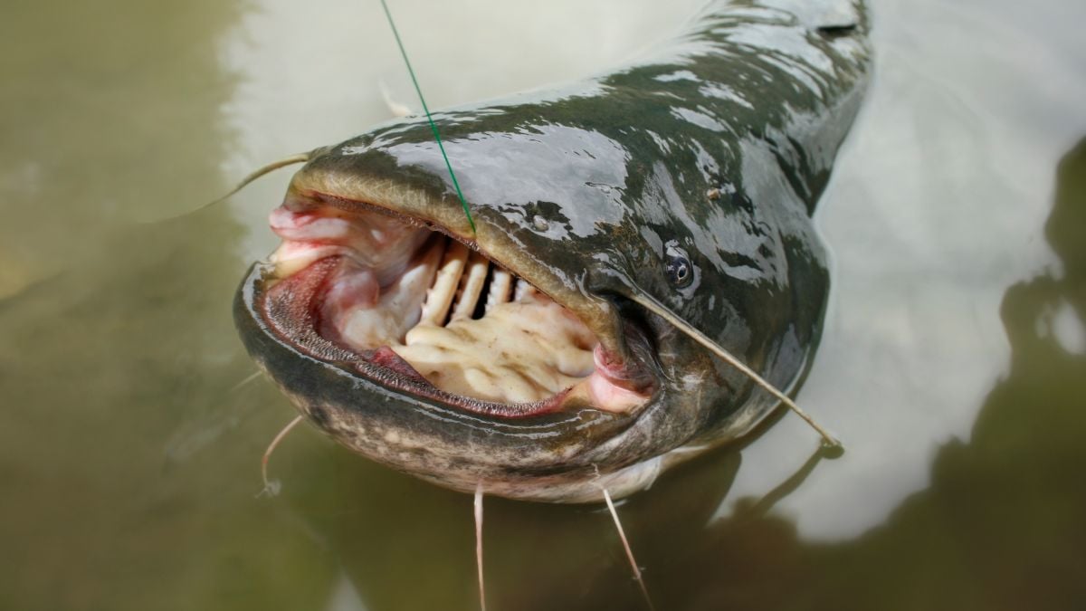 Un silure à la surface de l'eau