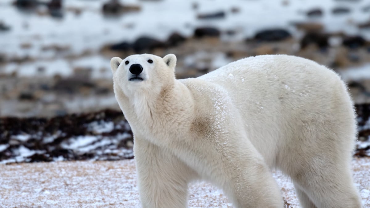 Menacés d'extinction, les ours polaires semblent modifier leur ADN pour survivre au réchauffement climatique