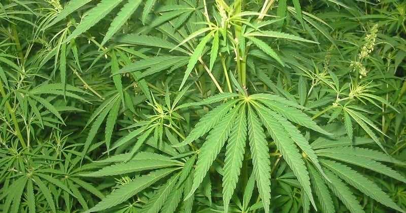 Une nouvelle étude annonce que les Français sont majoritairement favorables à la légalisation médicale du cannabis 