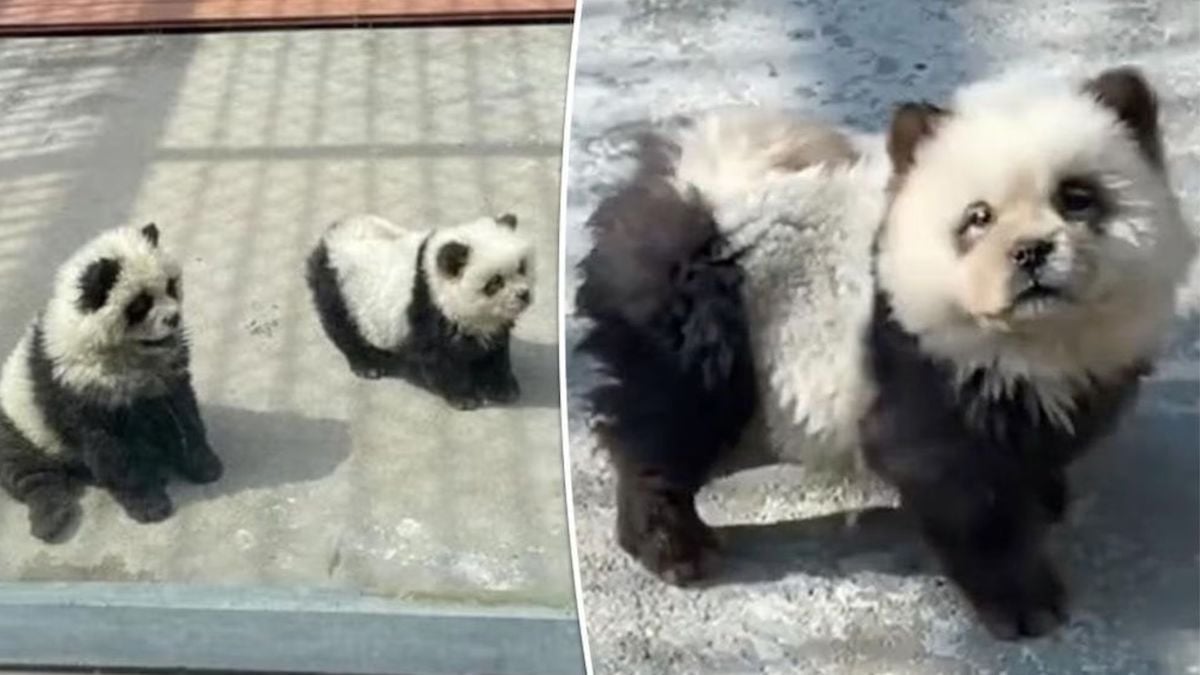 Ces bébés pandas, exposés dans un zoo chinois, sont en réalité des chiens teints en noir et blanc