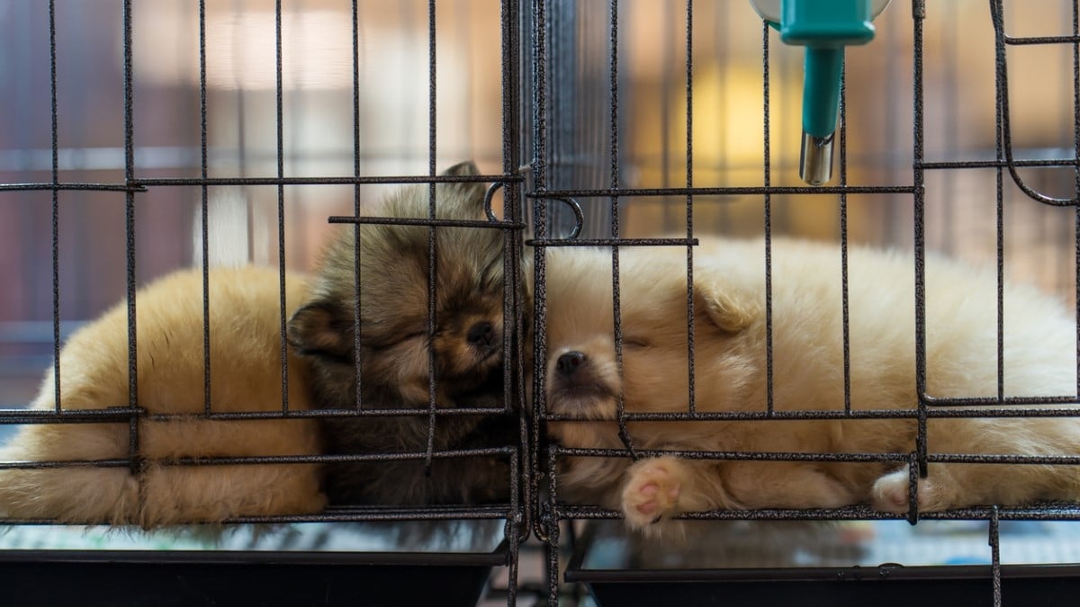 Ça y est, la vente de chiens et de chats est interdite en animalerie depuis le 1er janvier 2024 !