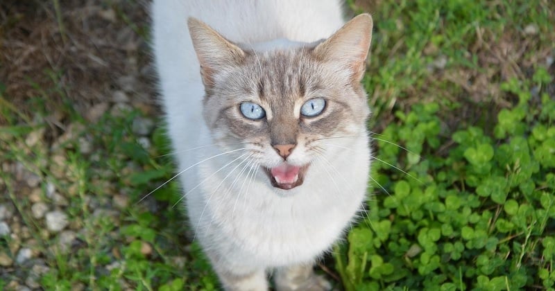 Voici ce que veut vous dire votre chat quand il miaule et ronronne