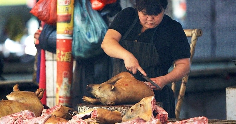 Cambodge : la viande de chien désormais interdite dans la province touristique de Siem Reap 