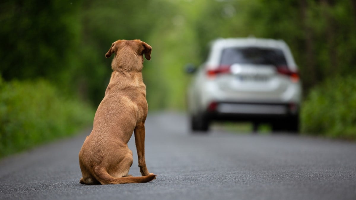 Très à la mode, cette race de chiens est l'une des plus abandonnées en France