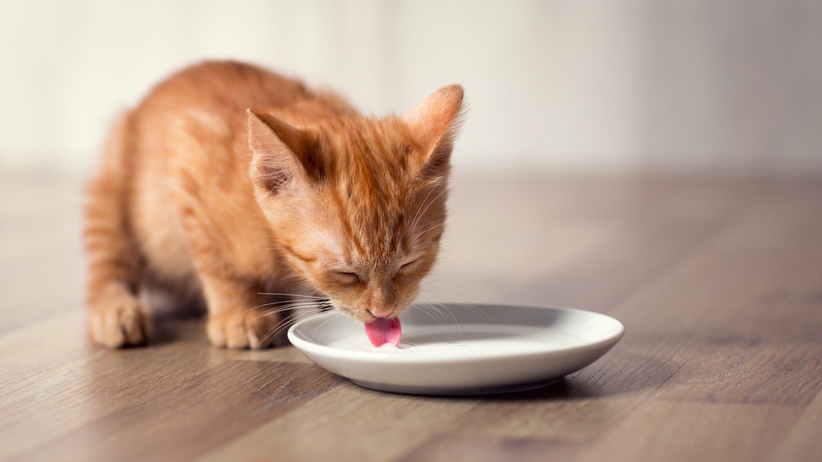 Donner du lait à son chat : bonne ou mauvaise idée ?