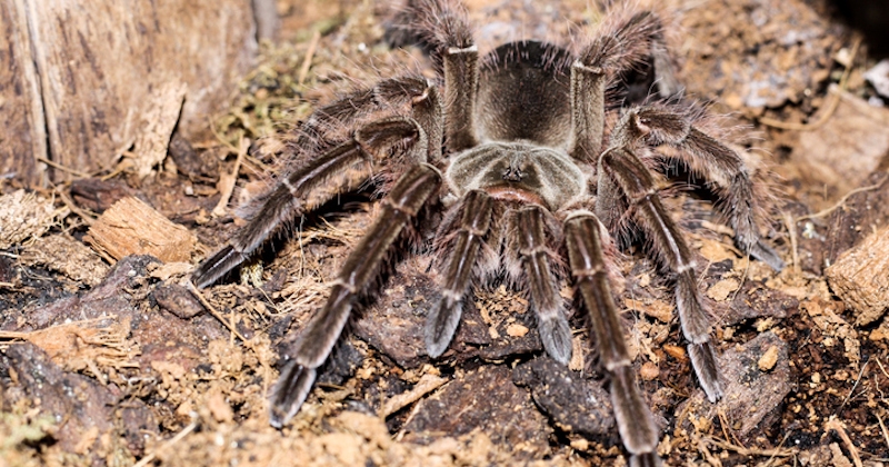 Cette araignée effrayante est la plus grosse au monde