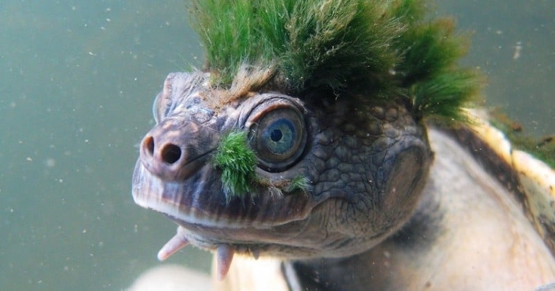 La plus punk des tortues de l'océan désormais menacée d'extinction