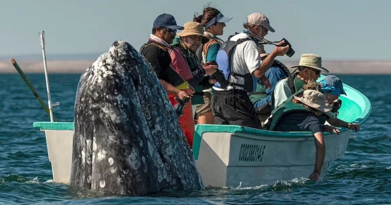 Photo of Juguetona ballena se coló detrás de un barco turístico mirando en la dirección equivocada