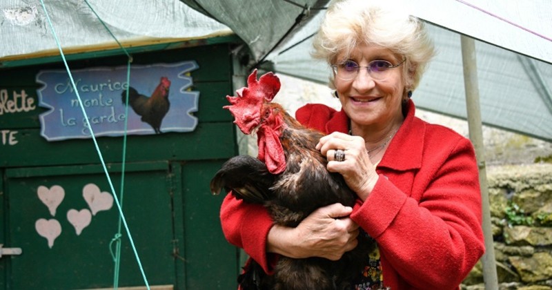 La justice autorise le coq Maurice à continuer de chanter